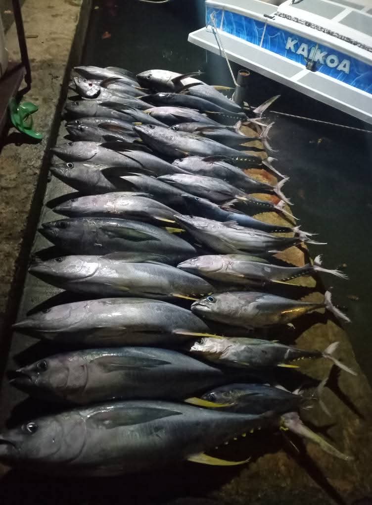 Les thons de la sortie alignés sur le quai, devant le Kaikoa